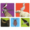 Mission Animaux Mission Animaux